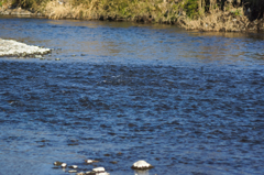 冬の清流