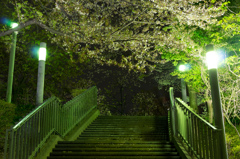 夜桜(川口駅周辺②)