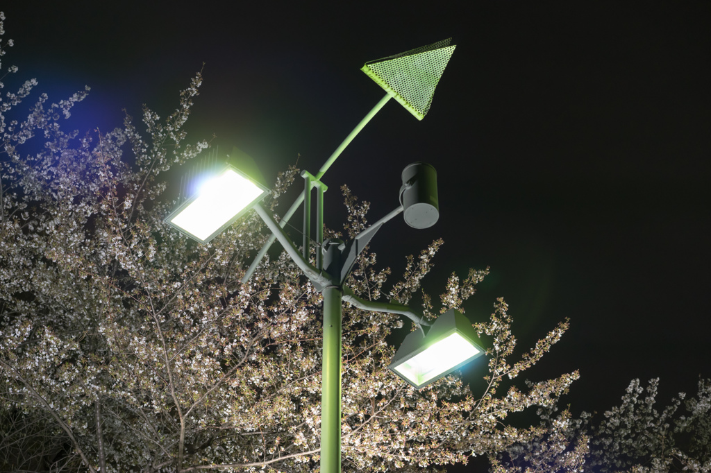 夜桜(川口駅周辺③)