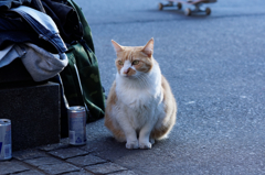 新宿の猫