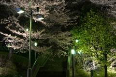 夜桜(川口駅周辺①)