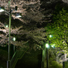 夜桜(川口駅周辺①)