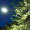 夜桜(大久保駅周辺①)