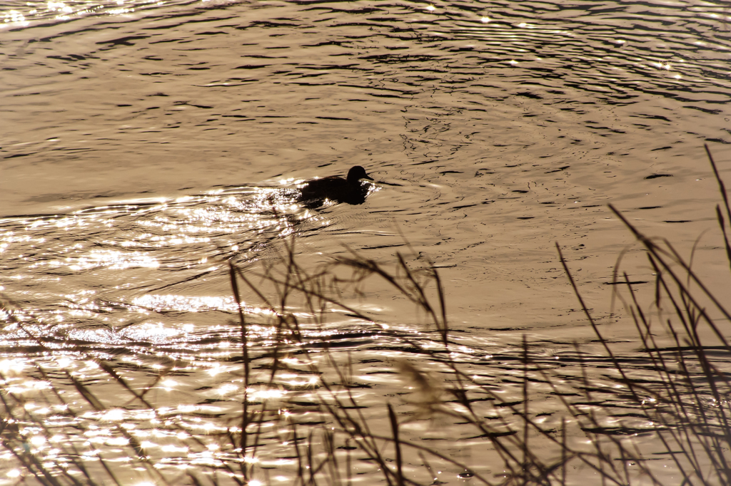 冷たい風にも負けず