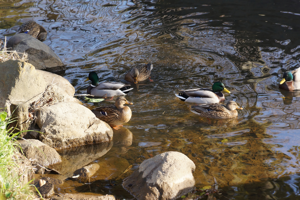 暖かな場所を求めて