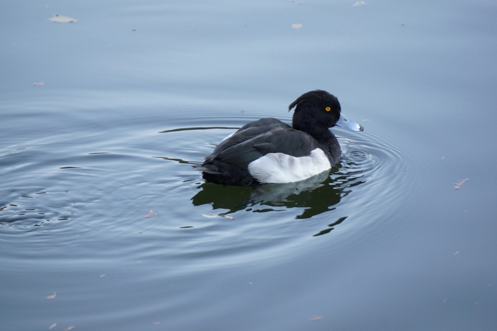 フリテンくん？