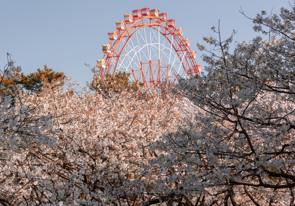 桜上の観覧車