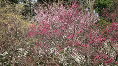 春の色1