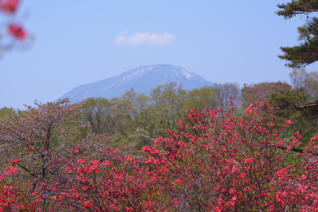 男体山とヤシオツツジ