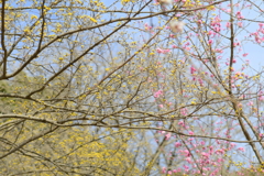 春の色３