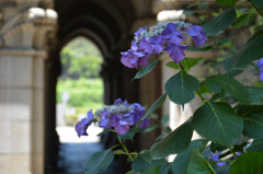 中庭の紫陽花