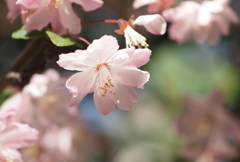 おぼろ桜