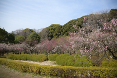 小石川植物園