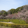 小石川植物園