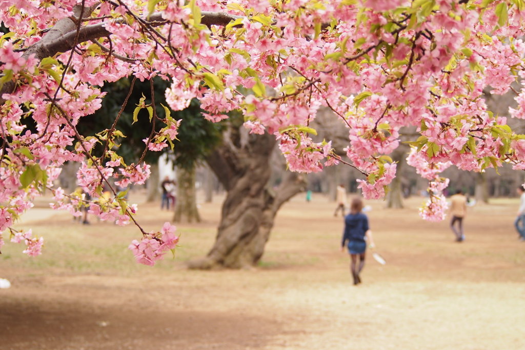 河津桜＠代々木公園