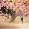 河津桜＠代々木公園