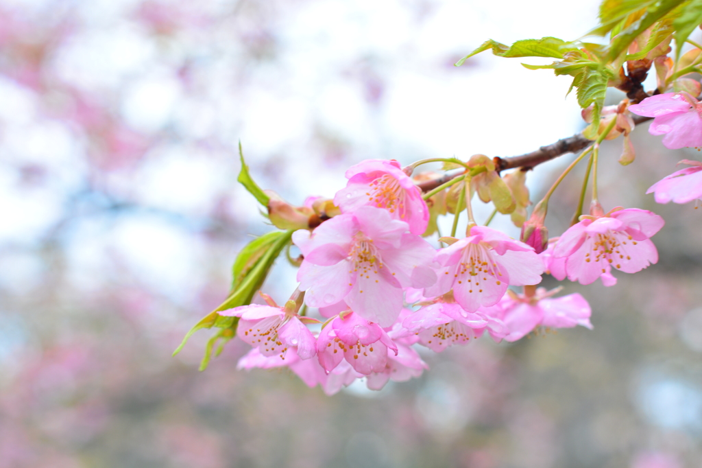 早くも葉桜に