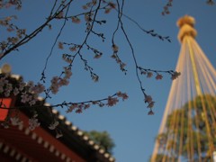 冬桜と二天門