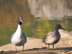 水鳥たち