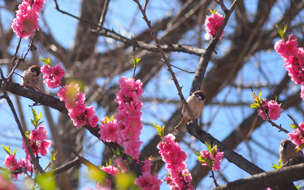 花桃と雀