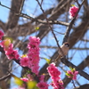 花桃と雀