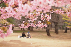 河津桜＠代々木公園２