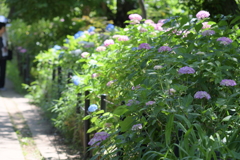 紫陽花の小径