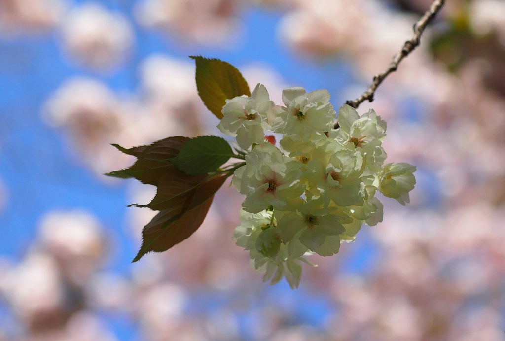 鬱金桜