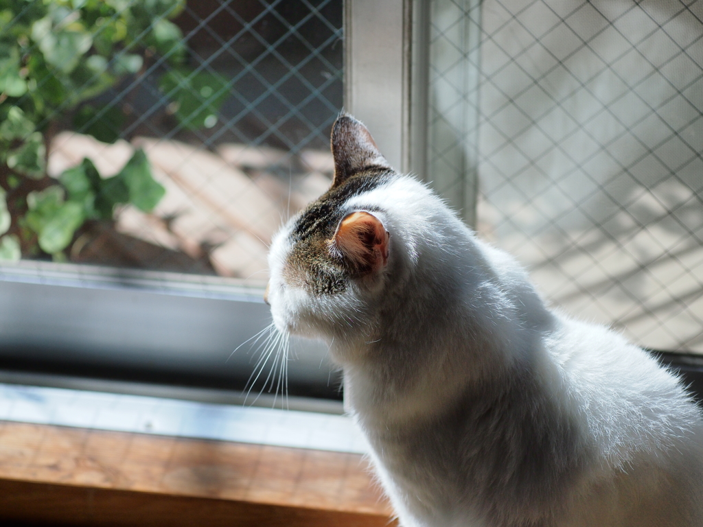 日だまり猫