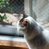 日だまり猫