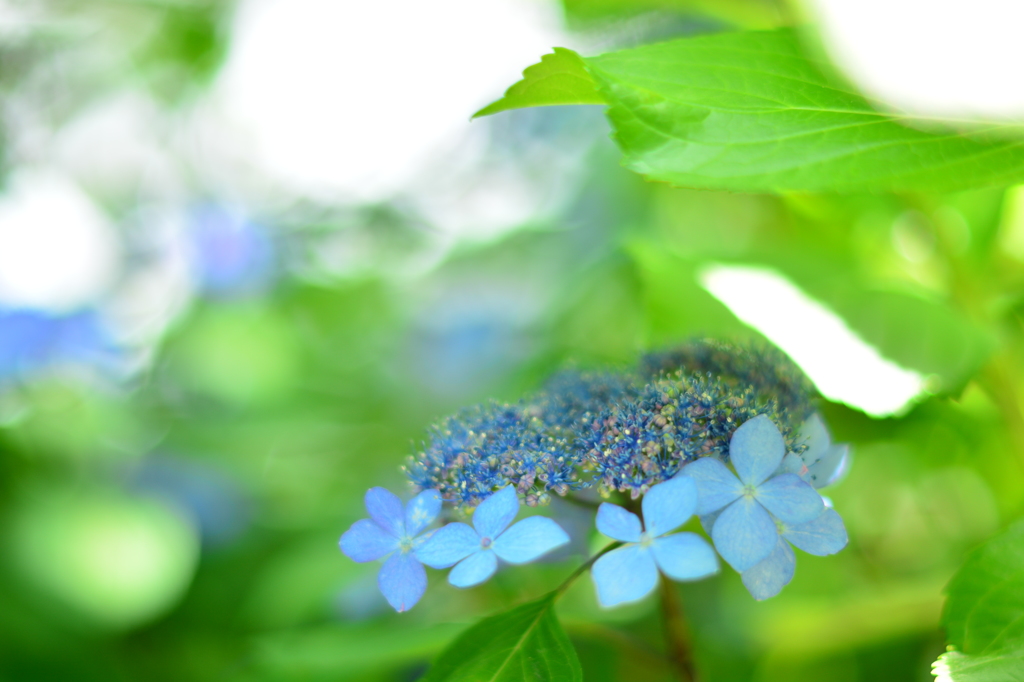 紫陽花「黒姫」