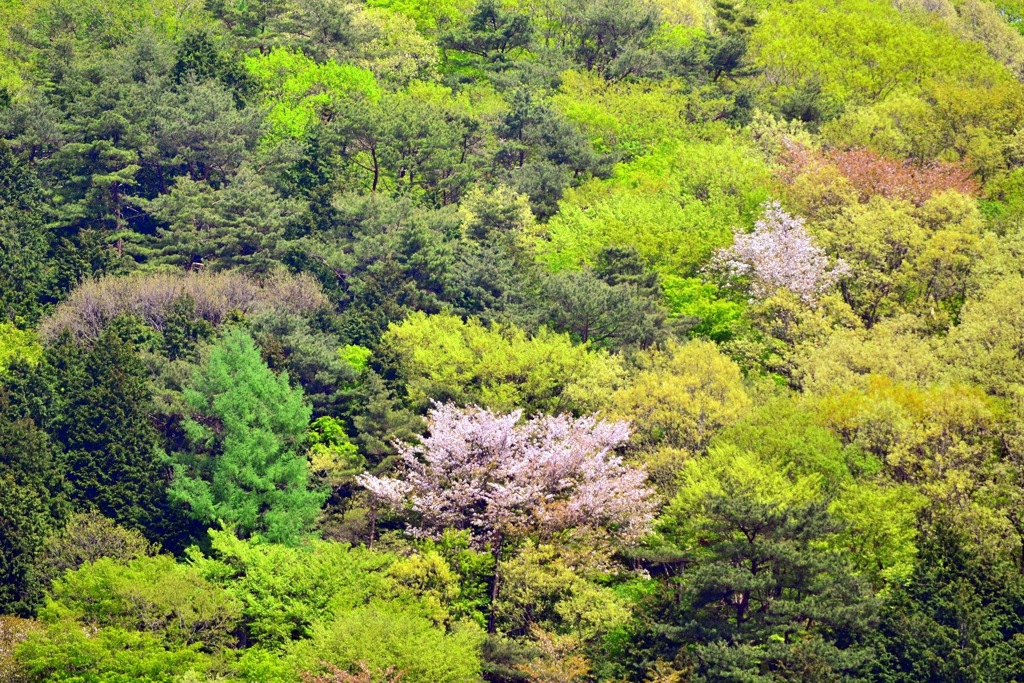 パステルな山の春