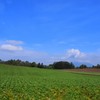 倶知安の畑の風景