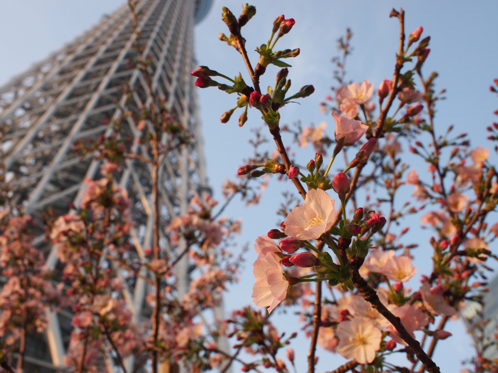 背伸びする桜