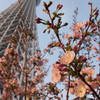 背伸びする桜