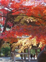 鎌倉円覚寺