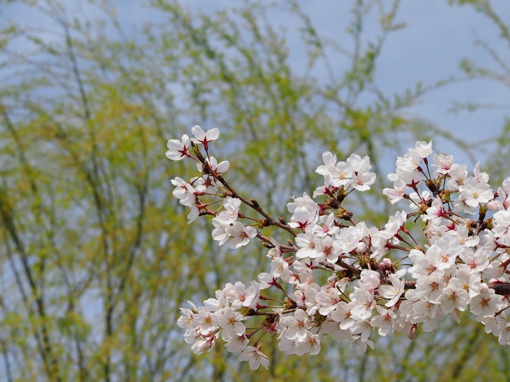 柳桜をこきまぜて･･･