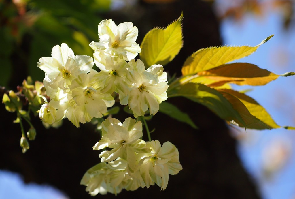 御衣黄桜