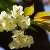 御衣黄桜