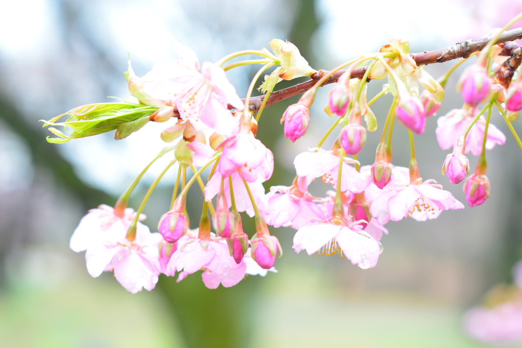 小雨に打たれる河津桜