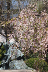 初代團十郎、桜を背負う