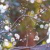 春待ち切れず