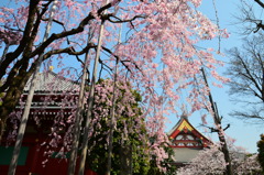 浅草寺影向堂横のしだれ桜