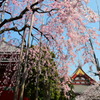 浅草寺影向堂横のしだれ桜
