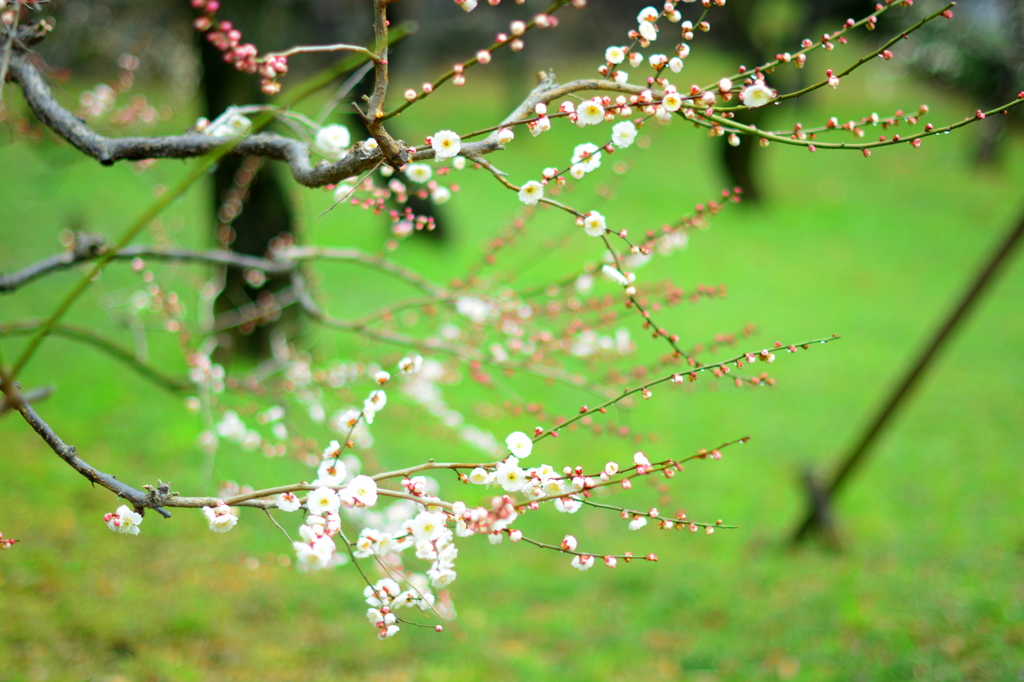 芝の緑に映えて