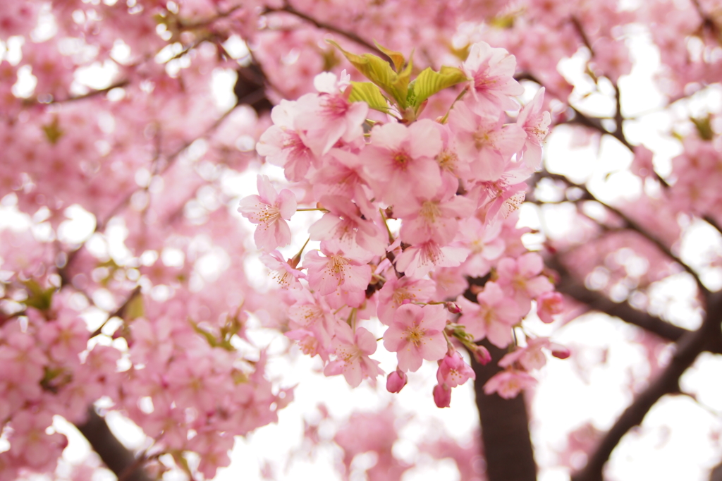 河津桜＠代々木公園３