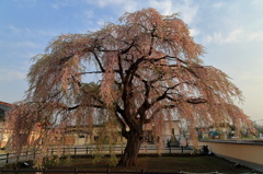 樹齢300年のしだれ桜 Ⅱ　～　再びの法亀寺