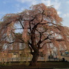 樹齢300年のしだれ桜 Ⅱ　～　再びの法亀寺