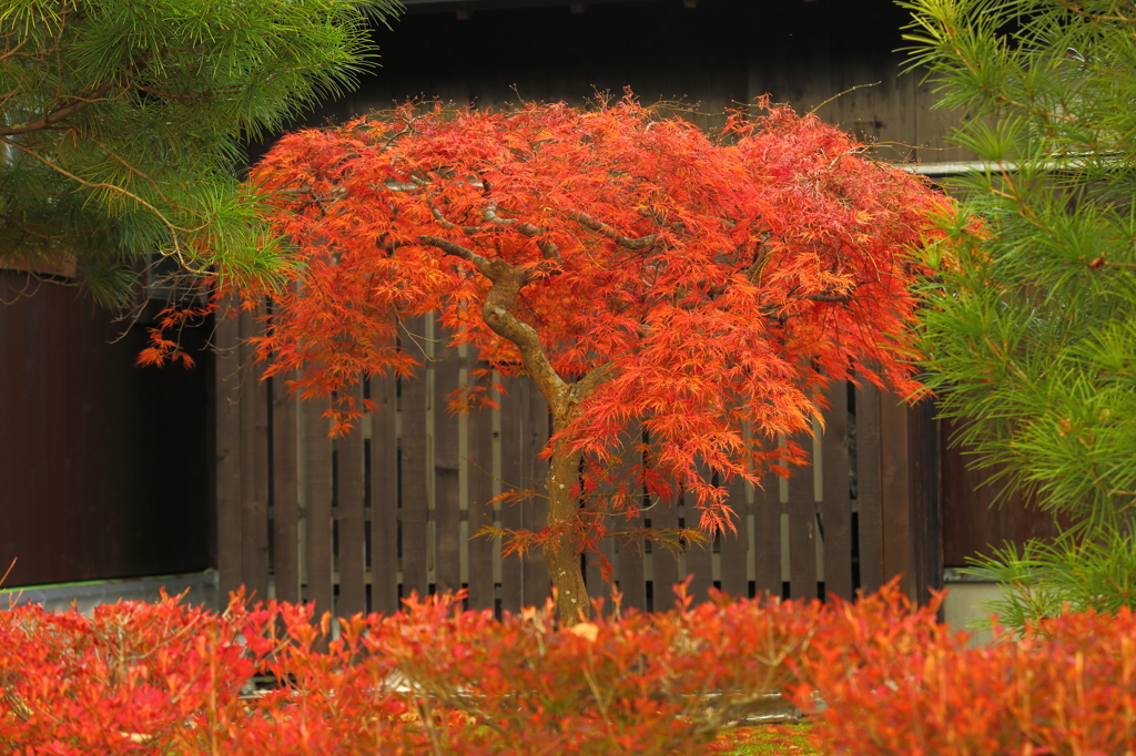 函館散歩　二七「晩秋の大沼⑦ 鮮烈な紅」