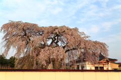 樹齢300年のしだれ桜 Ⅰ　～　再びの法亀寺